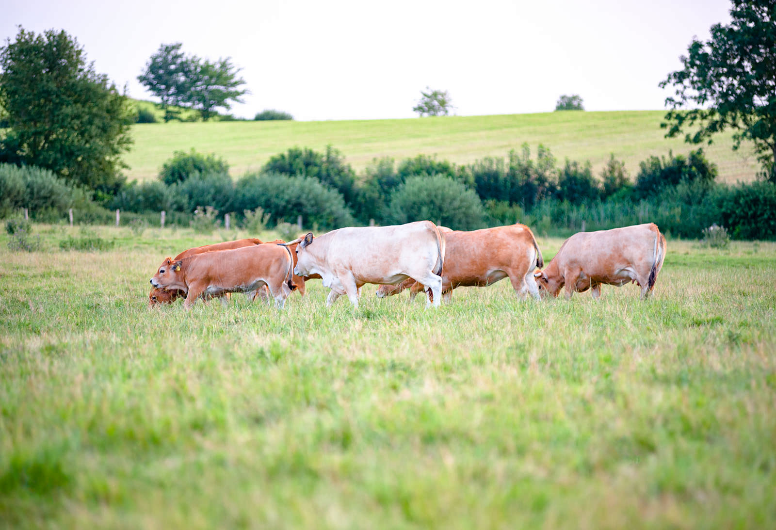 Foto: Besserfleisch (© Tillmann Engel)